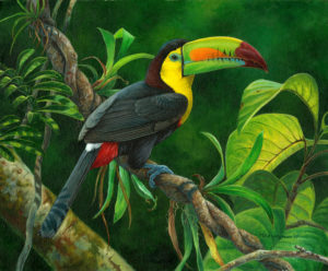 toucan in the jungle