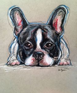 French bulldog drawing in pastel on buff paper