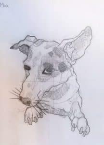Drawing of jack russell jumping up, close up of face