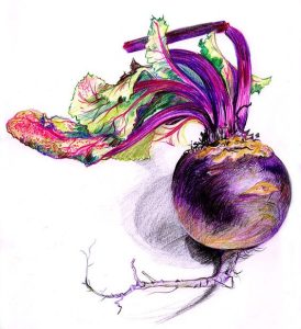 Beetroot in coloured pencil