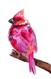 red cardinal watercolour