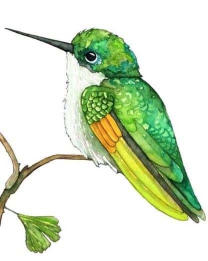 hummingbird watercolour green