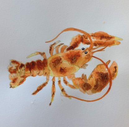 lobster watercolour