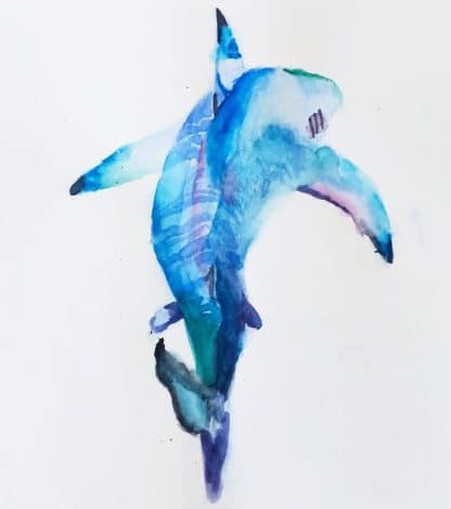 shark in watercolour
