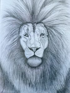 Lion pencil drawing by Helen
