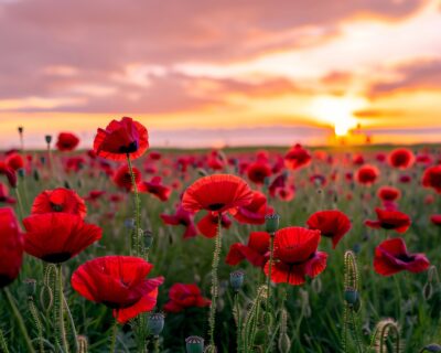 ANZAC DAY ~ Friday 25th April ~CLOSED