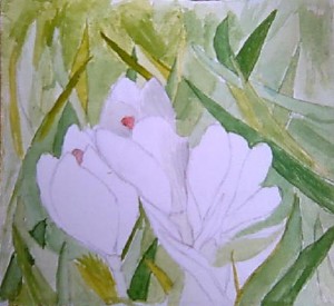 Crocus Flowers Watercolour